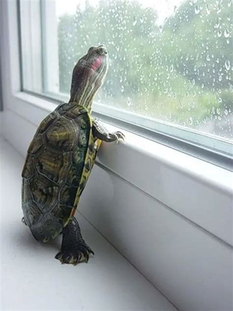 門對窗戶 家裡養烏龜